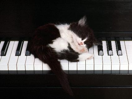 pianokatt