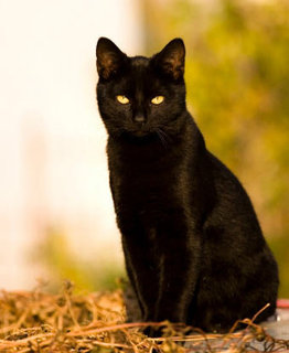 blackcat1