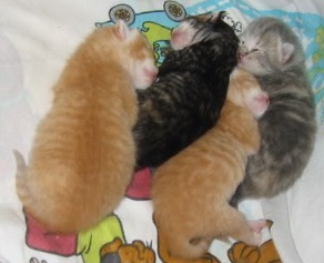 kittens1