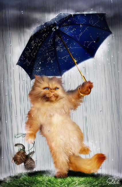 raincat