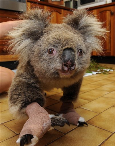 A Koala nicknamed Sam, saved from the bushfires in Gippsland, is cared at the Mountain Ash Wildlife Center in Rawson, 100 miles (170 kilometers) east of Melbourne, Australia, where workers were scrambling to salve the wounds of possums, kangaroos and lizards Wednesday, Feb. 11, 2009. More than 180 people were killed in the weekend's fires, and on Wednesday, the scope of the devastation to Australia's wildlife began to emerge, with officials estimating that millions of animals also perished in the inferno. (AP Photo) ** AUSTRALIA OUT **