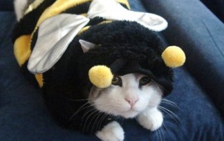 bumblebeecat