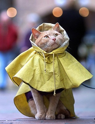 raincat1