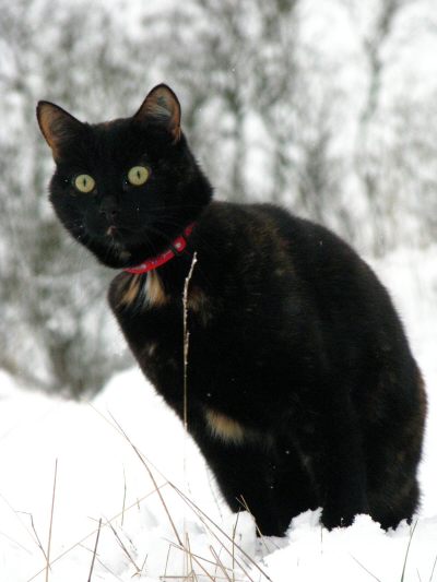 svart_katt1