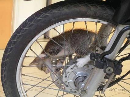 kitteninbikewheel