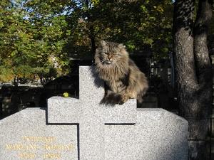 montmartre_cemetery_cats