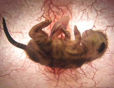 After 63 days in the womb, the mother is ready to deliver her kittens.  As labor progress, a hormone oxytocin increase in her blood, causing the muscles that circle the womb to tighten and a forceful contractions drive the kitten towards the pelvic opening.  (Photo credit © David Barlow Photography) CGI Photo Stills