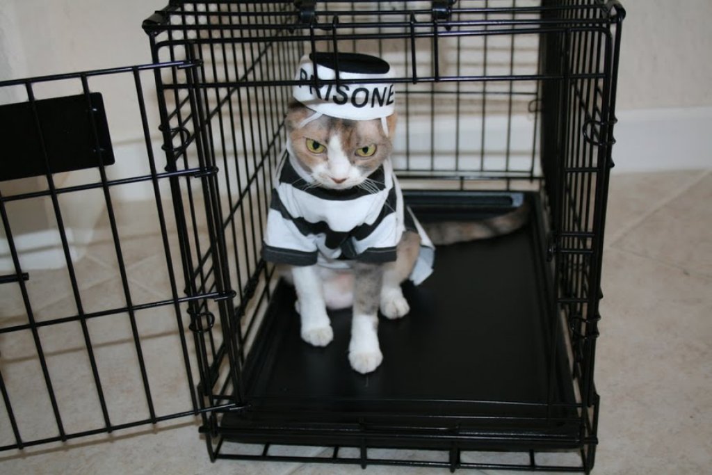 prisonercat