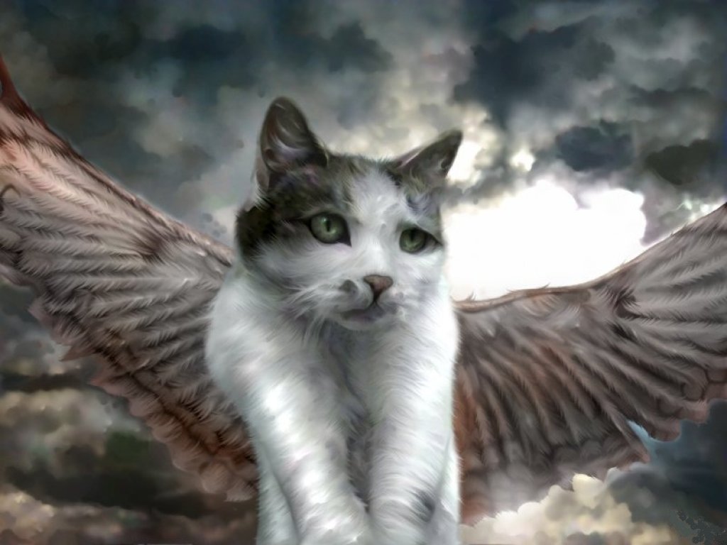 angel-cat