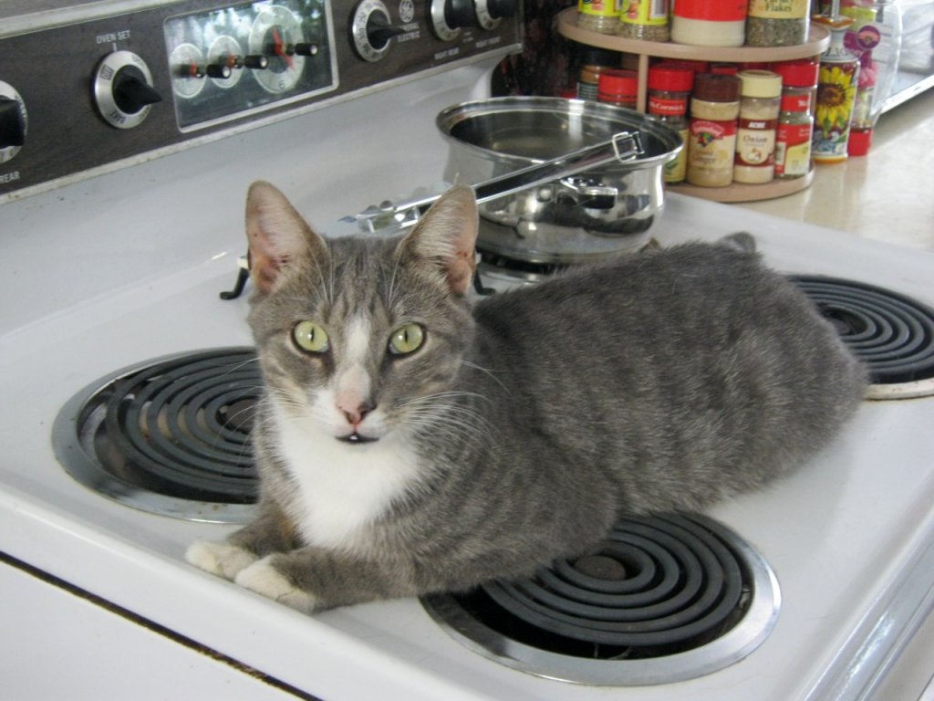 cat-hot-stove