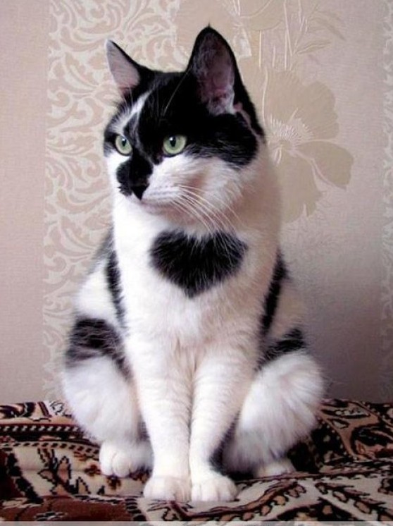 gato-corazon