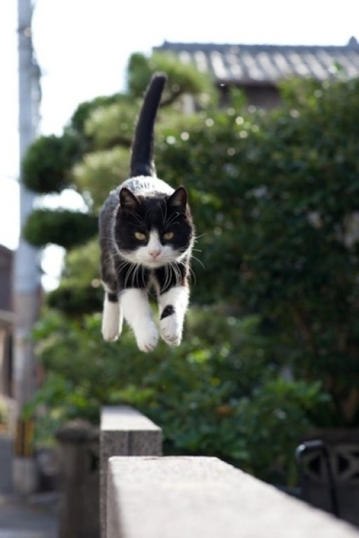 gato-saltando