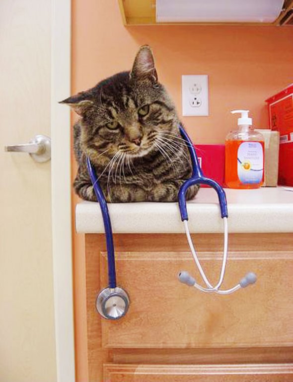 Cat_Doctor